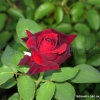 Perle Noire